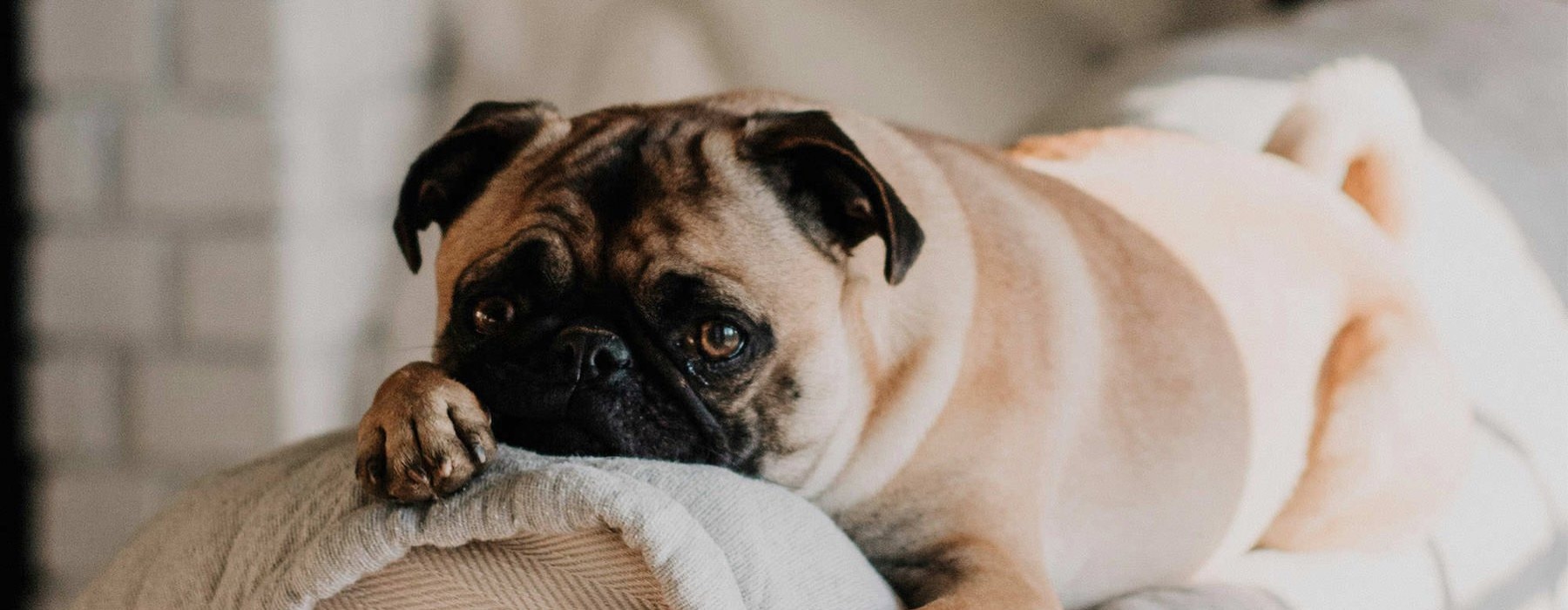 a dog lying on a couch